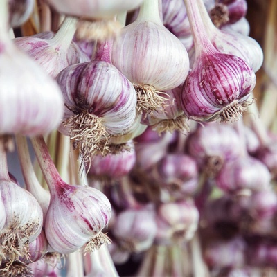 Sadbový cesnak Janko - Allium sativum - paličiak - 1 balenie