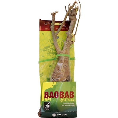 Contigo Sadenice baobabu zo Senegalu, 4-5 rokov
