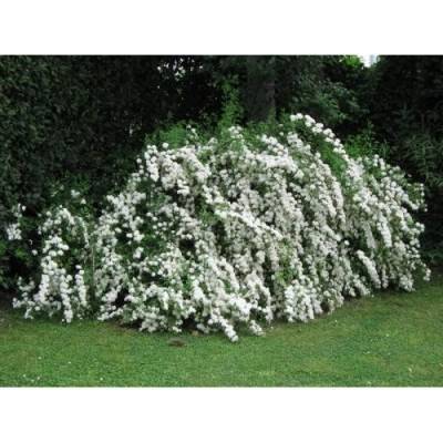 Tavoľník ´van Houtteho´ (Spiraea x vanhouttei) – výška 10-20 cm, kont. C2L