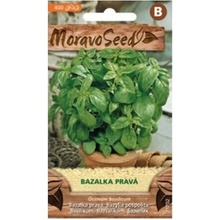 Semínka MoravoSeed Bazalka pravá, zelená 71702