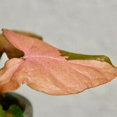 Syngonium Pink Splash baby