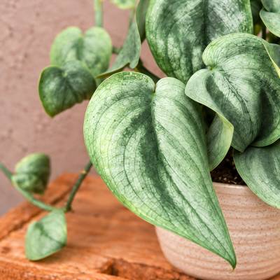 Scindapsus pictus Silver Hero
