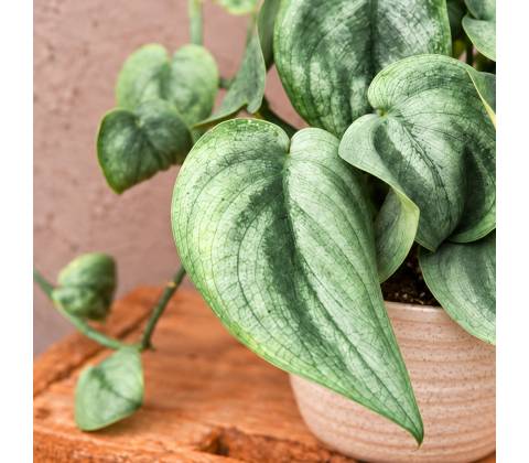 Scindapsus pictus Silver Hero