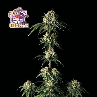 Seedsman Bubba Cheesecake semena neobsahují THC 3 ks