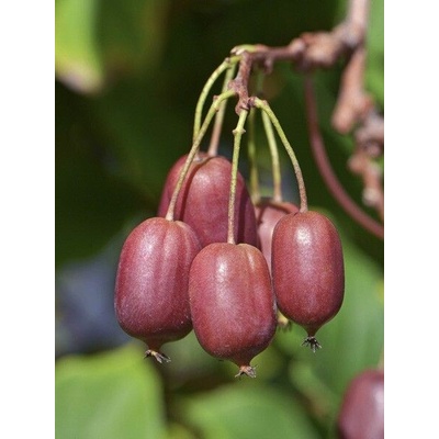 Aktinídia kiwi RED JUMBO cudzoopelivá kontajner 9cm