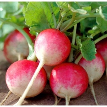 Reďkovky a reďkovky Krakovianka semená 10 g