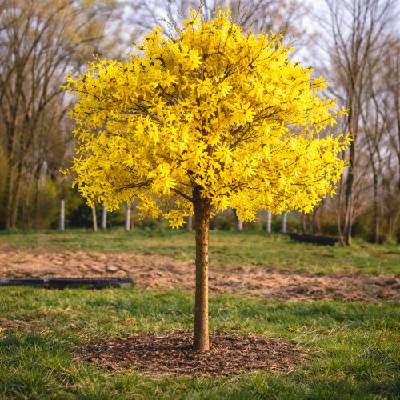 Zlatý dážď (Forsythia intermedia) - výška 100-120 cm, kont. C3L - NA KMIENKU