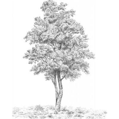 Komar Vliesová fototapeta Arbre rozměry 200 x 250 cm
