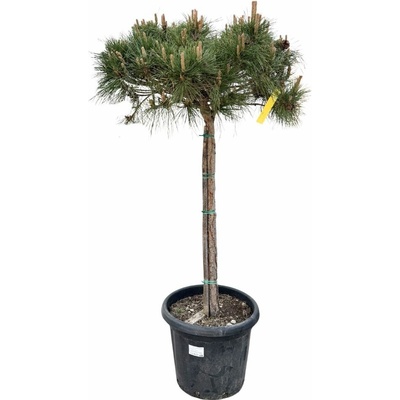Borovica čierna Brevifolia na 80-90 cm kmienku, výška 110-130 cm, kvetináč 25 l
