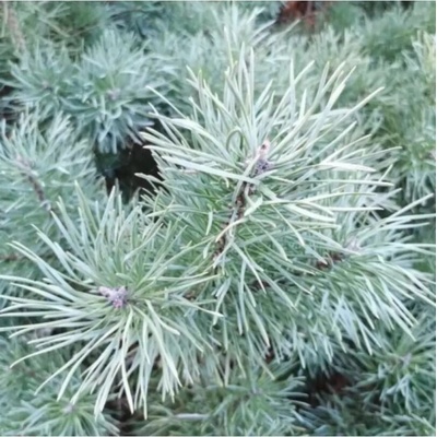Pinus sylvestris 'Blue Pearl' C13L