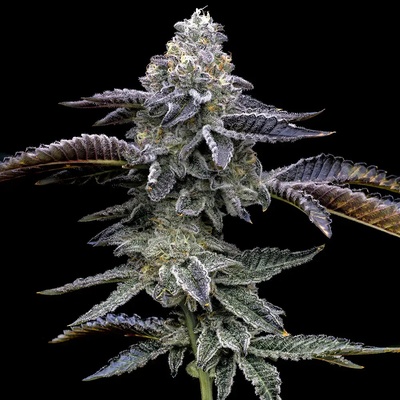 Barney´s Farm Blue Dream semienka neobsahujú THC 10 ks