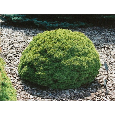 Smrek biely Alberta Globe cca 15 cm, kont. p9