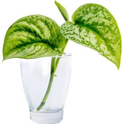 Gardners Scindapsus pictus Trebi - řízek k zakořenění Scindapsus, šplhavník