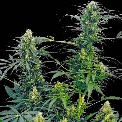 Sensi Seeds Guerrilla's Gusto Regular semena neobsahují THC 10Ks