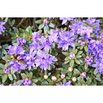 pnink obten - Rhododendron impeditum Azurika - Heureka.cz