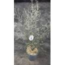Corokia Cotoneaster 12 cm