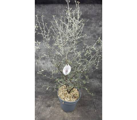 Corokia Cotoneaster 12 cm