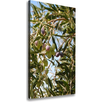 Vertikálny foto obraz na plátne Olivy na strome 50x100 cm