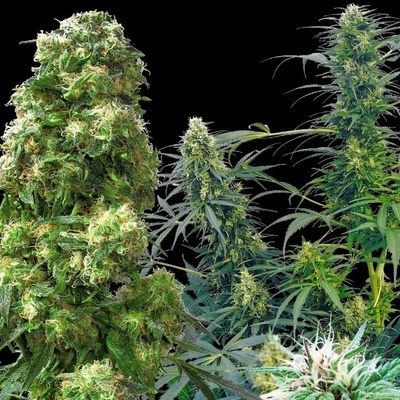 Sensi Seeds Outdoor Mix regular semena neobsahují THC 25 ks
