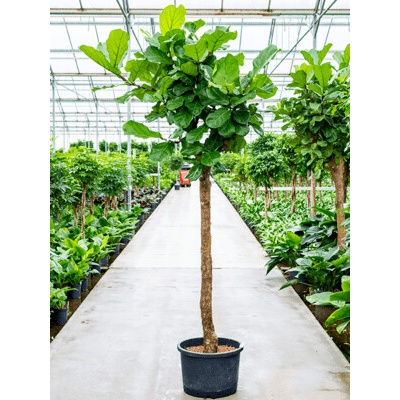 Ficus lyrata stem 45/34 v.240 cm
