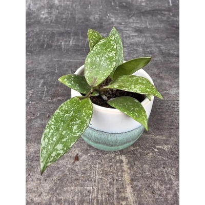 Hoya nabawanensis ‘Splash’ mini