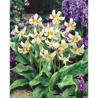 Kandík 'White Beauty' 3 ks – Hledejceny.cz