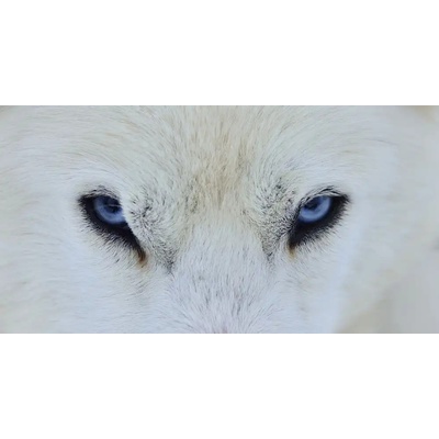Fotografie - Illana, Angel Miquel: Mirada azul - reprodukce obrazu