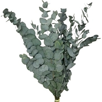 Stabilizované eukalyptové listy Penny Gum 50cm - tmavé zelené