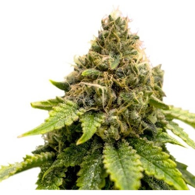 Super Sativa Seed Club Karels Dank regular semena neobsahují THC 12 ks