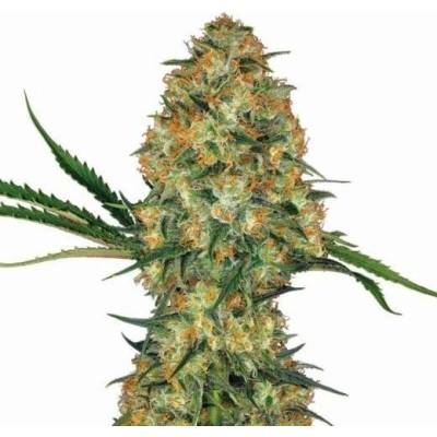 Nirvana Hindu Kush AUTO semena neobsahují THC 5 ks