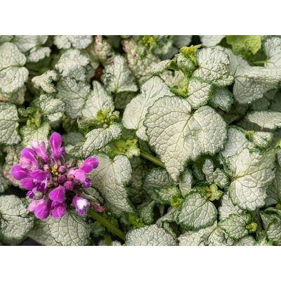 Hluchavka škvrnitá Beacon Silver - Lamium maculatum, kont. 0,5 l
