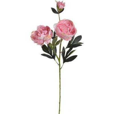 Pivoňka velká 72 cm - růžová