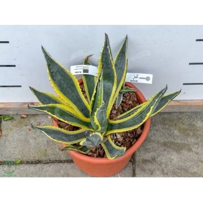 Agáva americká (Agave americana) ´VARIEGATA´ - výška 15-20 cm, ⌀ ružice 20-30 cm, kont. C6L (-10°C)