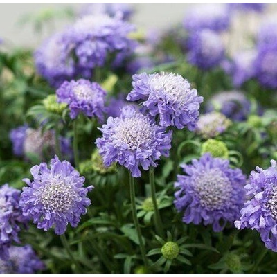 Scabiosa japonica BLUE NOTE - hlaváč japonská