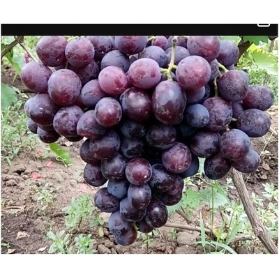 Vinič Armani rezistentný