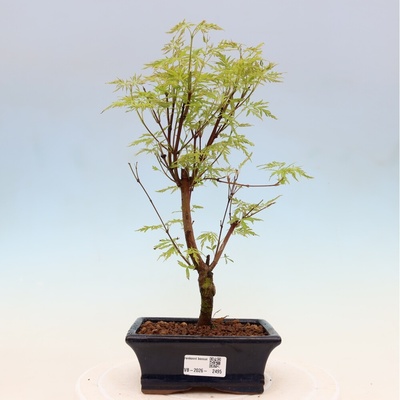 e-bonsai Venkovní bonsai - Acer palmatum Dissectum - Javor dlanitolistý