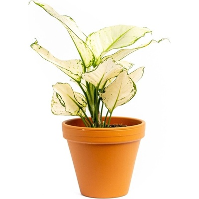 Gardners Aglaonema White Joy, průměr 12 cm Aglaonema, Spící panna