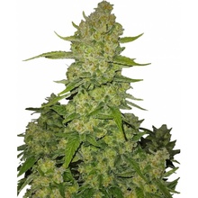 420 Fast Buds Papaya Cookies AUTO semena neobsahují THC 1 ks