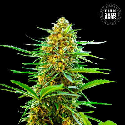 Bulk Seed Bank AUTO Banana Monkey semena neobsahují THC 10 ks