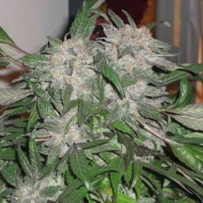 Phoenix Seeds White Widow Express AUTO semena neobsahují THC 5 ks