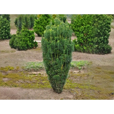 Patis Harringtonov Fastigiata, výška 50-60 cm, kvetináč 19 cm