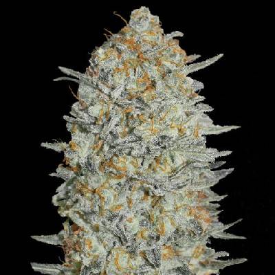 Advanced Seeds Gelato #33 semienka neobsahujú THC 1 ks