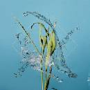 Fergus McCreadie - Stream LP