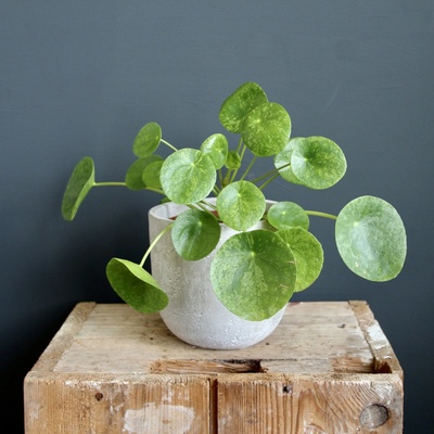 Pilea Peperomioides Mojito