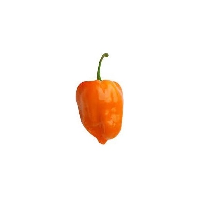 Need For Seed Chilli Habanero Orange semena 10 ks