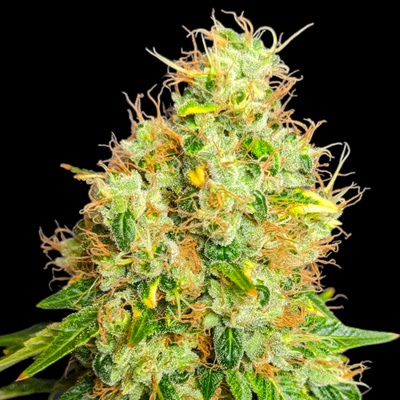 B-S-B Genetics Blackberry Nuggets semienka neobsahujú THC 5 ks