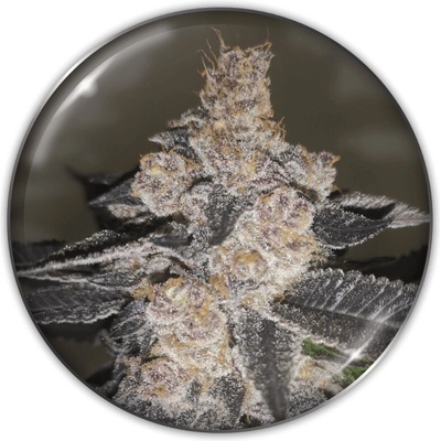Medical Seeds Co. Gelato 242 semienka neobsahujú THC 3 ks