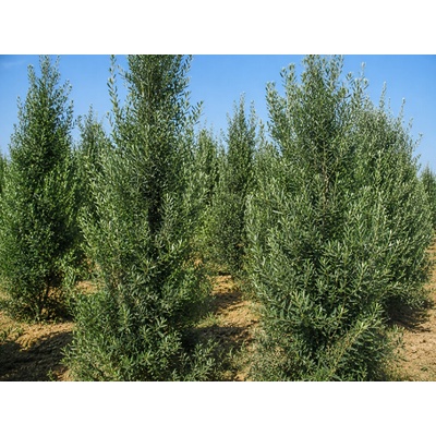 Olivovník európsky Cipressino rozvetvený, výška 175-200 cm, kvetináč 45 l