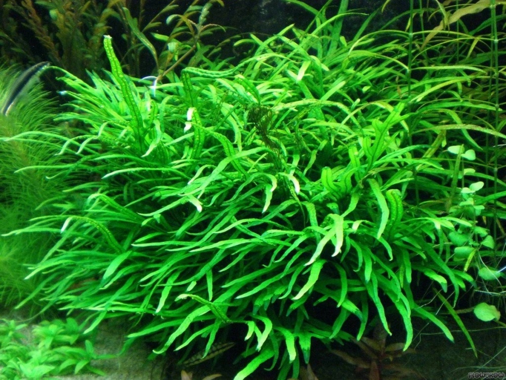 Microsorum trident