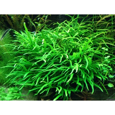 Microsorum trident